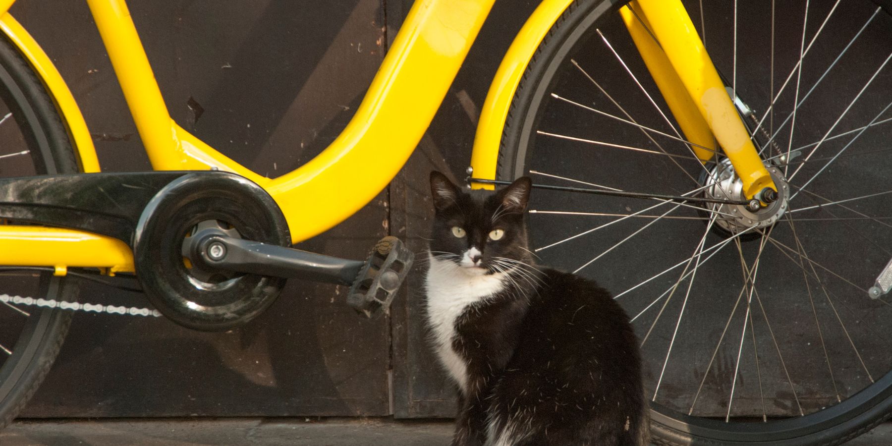 How to Train Cats for Bike Rides?